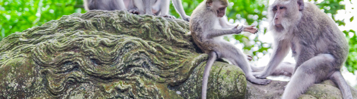 Monkey Forest,Bali Indonesia