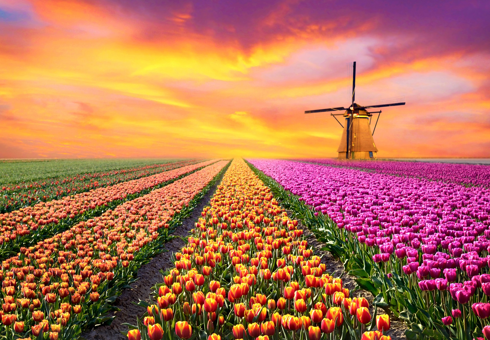 Floracion de tulipanes en Holanda Keukenhof ¡información y entradas
