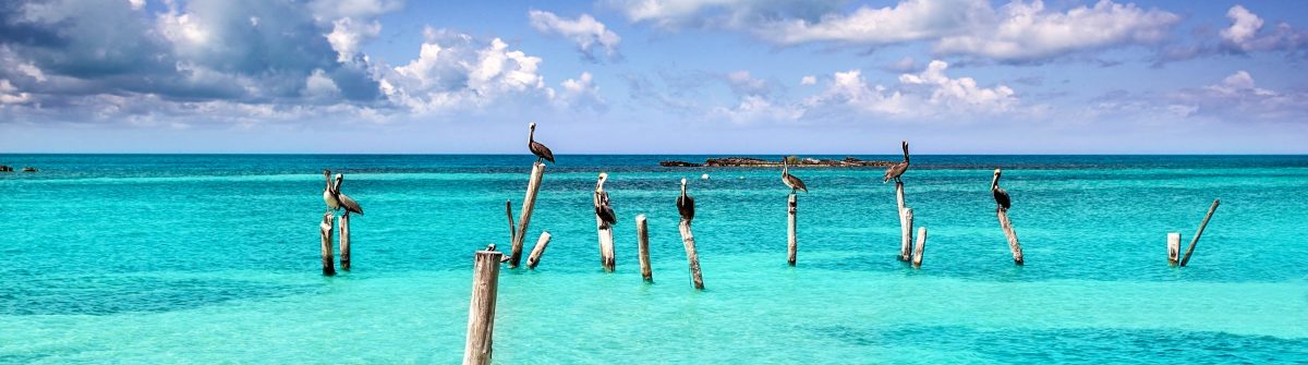 Caribbean pelican turquoise beach tropical sea