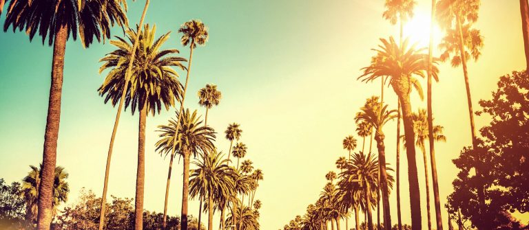 Palm-Trees-Hollywood-Los-Angeles-iStock_000032047156_Large-2