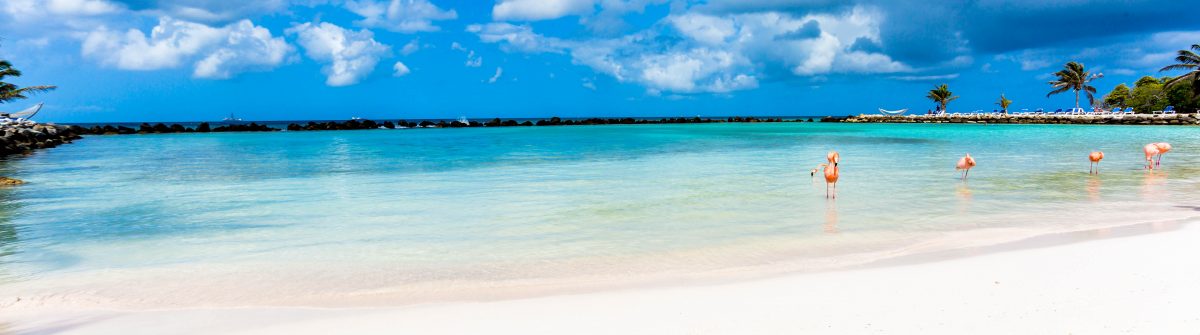 flamingos-on-the-beach-shutterstock_406262098-2