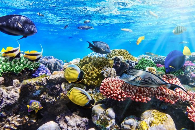 Korallen-und-Fische-in-der-roten-Sea-Egypt-iStock-178711673-21920×1280