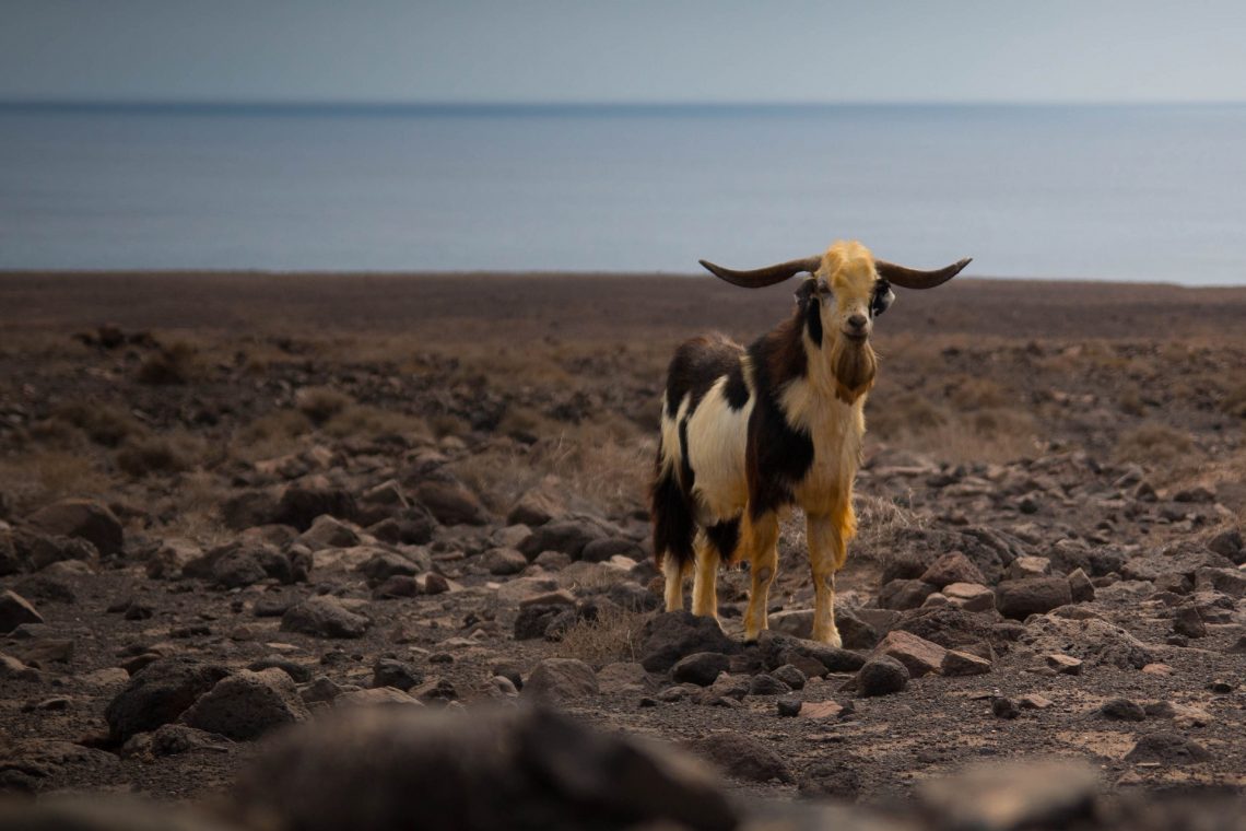 Ofertas Fuerteventura