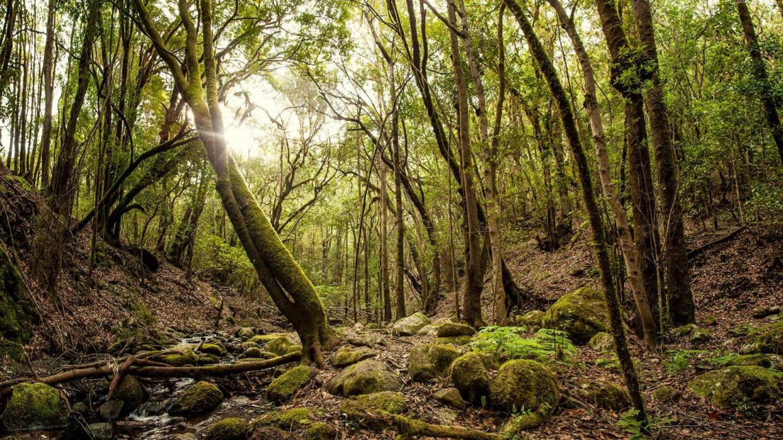 Paisaje verde de bosque con árboles altos y rocas