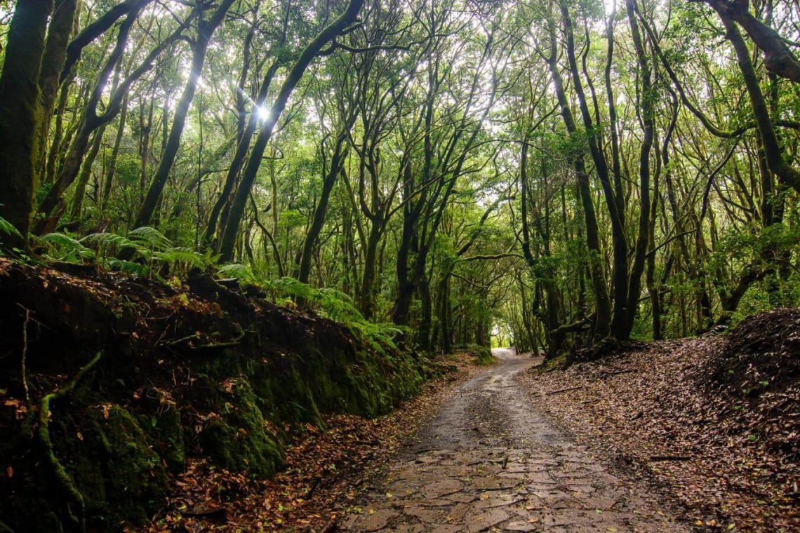 Paisaje natural con árboles altos y vegetación